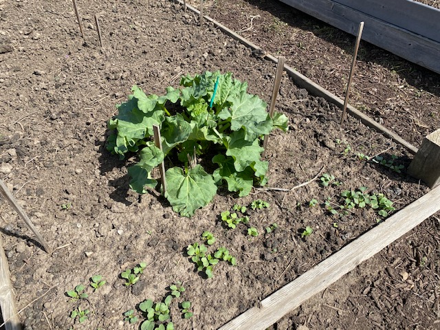Rhubarb Dwight Jackson planted last spring is the first plant out of the ground